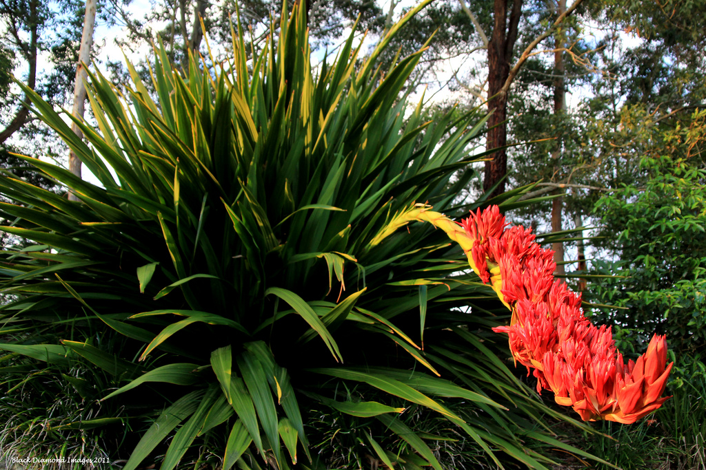 Представитель Семейства Doryanthaceae